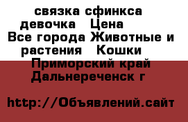 связка сфинкса. девочка › Цена ­ 500 - Все города Животные и растения » Кошки   . Приморский край,Дальнереченск г.